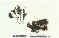 藏品(臺灣小蕨苔)的圖片